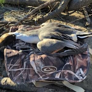 Meet your Posher, Charles